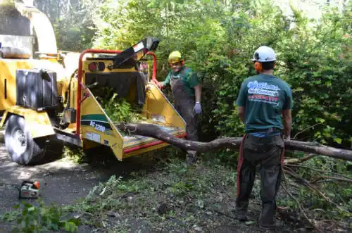 tree services Castroville